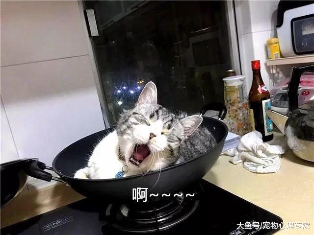 主人打算生火烧菜，抬头一看呆住了，喵：我狠起来自己都炖