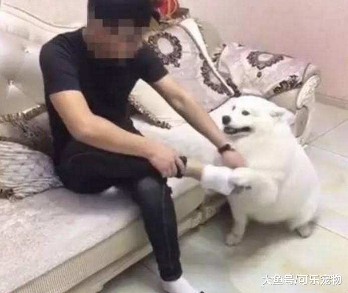 狗子被主人脚臭熏跑了，转身从屋里叼出洗脚盆：快给本汪洗脚！