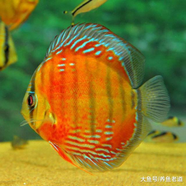 七彩神仙鱼出现哪些实质性症状之后，我们需要去检验检疫？