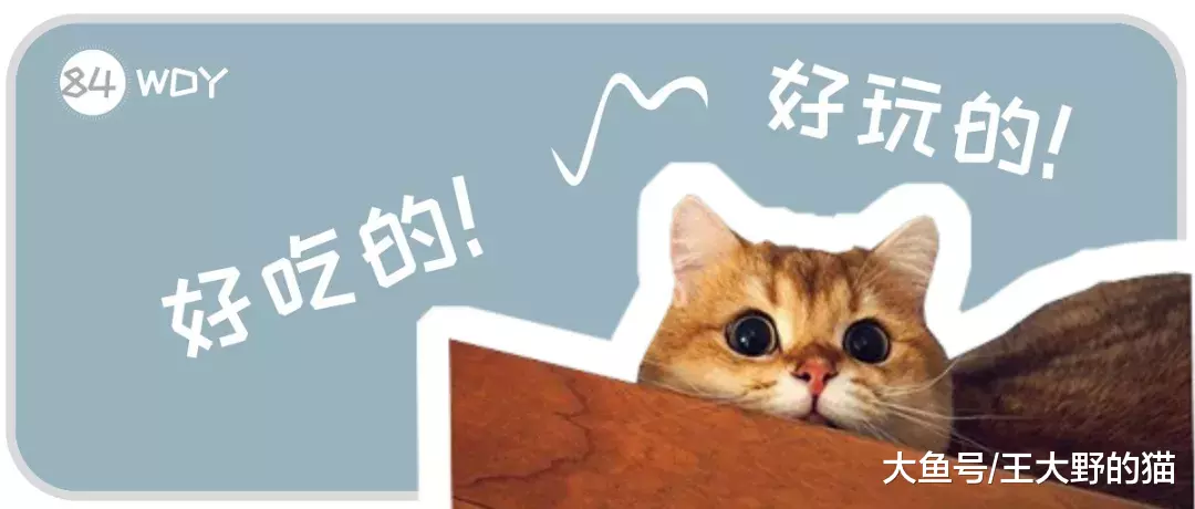 猫咪对人眨眼睛是“喜欢”的意思吗？如何判断猫咪眼睛传达的情绪呢？