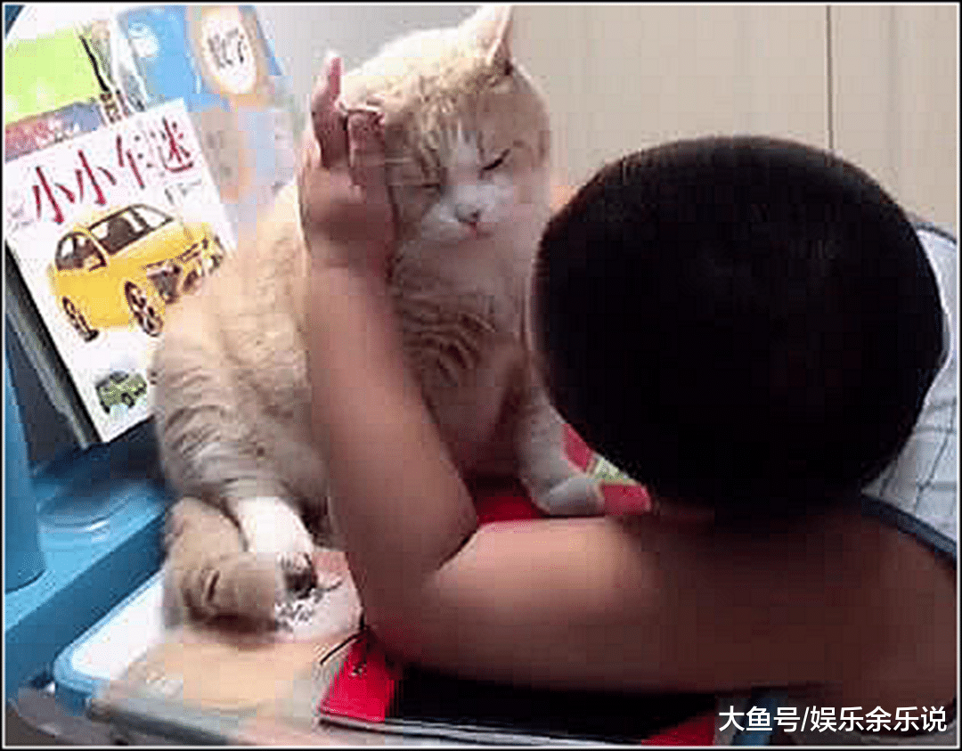 儿子即将考试，女主让橘猫去监督，半个小时推门一看不淡定了