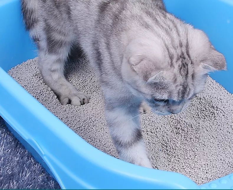 第一次养猫，需要准备些什么？手把手带你入坑