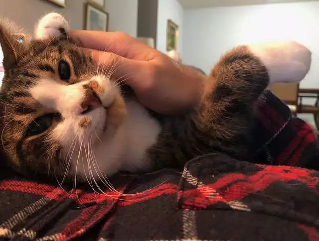 带着喵星人一起拍毕业照，这小哥也太宠猫了吧