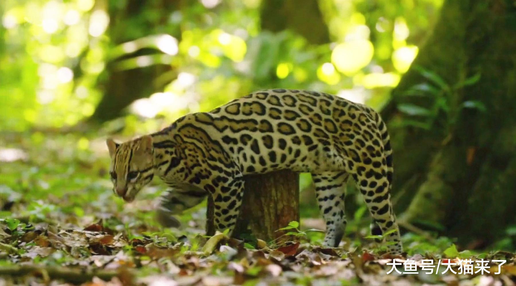 虎貓喜歡什么牌子的香水？男子用3種香水測試，結果虎貓選擇了它