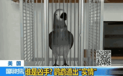 因《犯罪现场》而火的鹦鹉，背后竟然还有这么多神奇的故事！