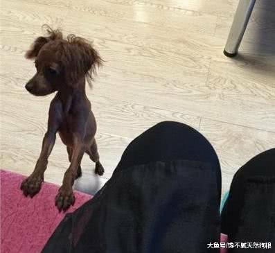 泰迪有这些表现，你就要注意了！