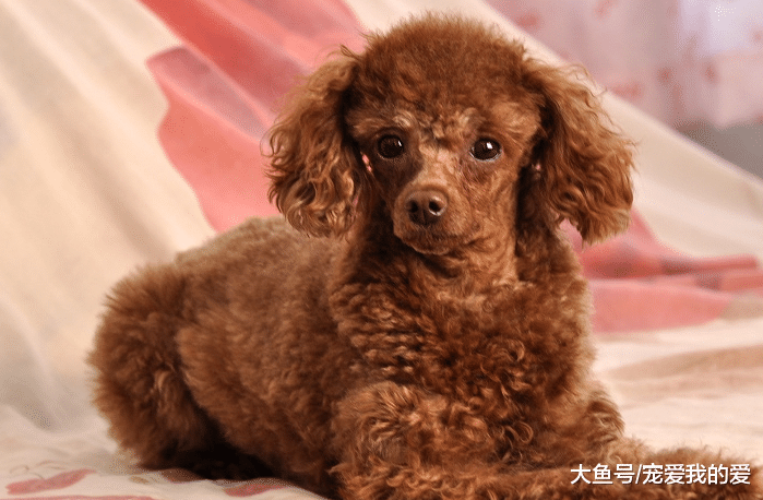 宠物臭味异常，熏倒了一家子人