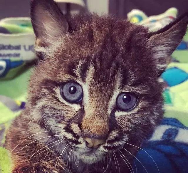 女子救了一只小流浪猫，邻居发现后慌张上门警告：快送走！