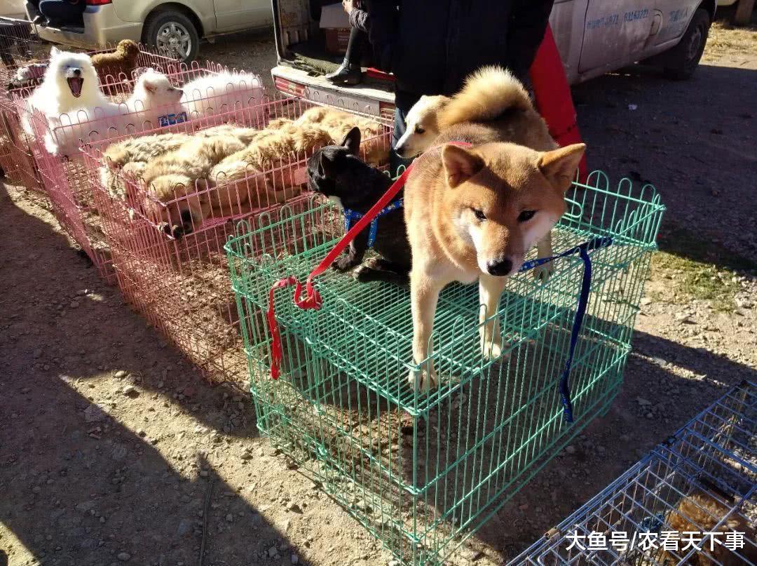 可爱的柴犬出现在狗市, 商贩喊价4800元! 引来不少买主围观