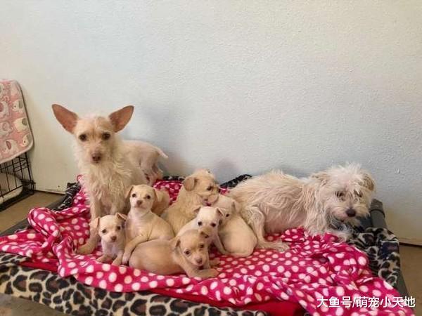 狗妈寒夜抱9宝取暖，好心人全捞回家才知道它们没有血缘关系