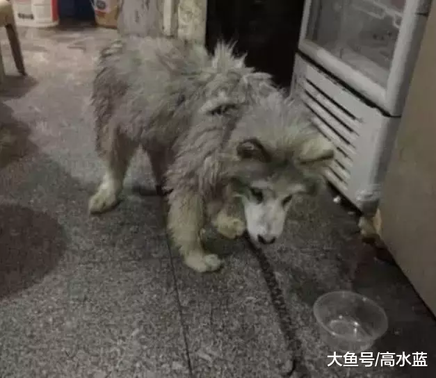 网友救下工厂边的一只流浪狗，一个善举却让他收获一只名贵的狗狗