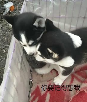 主人要卖两只二哈, 当看到弟弟被买走, 二哈哥哥一个举动感动网友