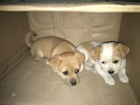 两只小土狗被人丢在纸箱里，带回家才知道，自己捡到大宝贝