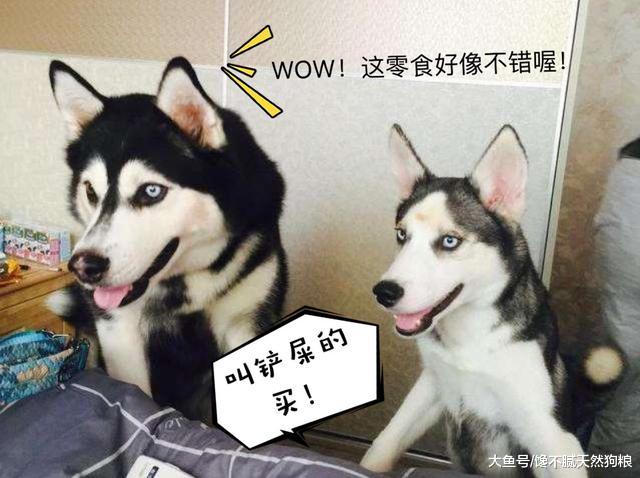 作为被狗咬过3次的人告诉你，珍爱生命，这4种狗千万不能再养