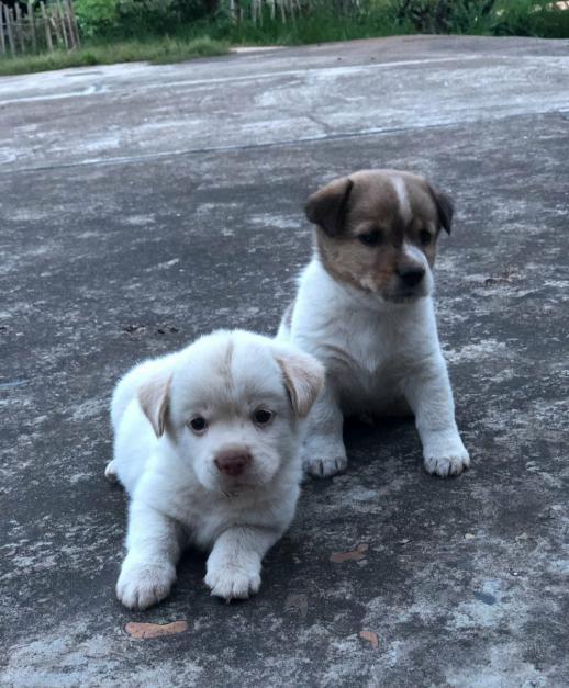 田园犬还能在城市生存多久？外来犬被铲屎官宠爱，它们却被遗忘