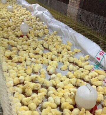 老李养殖肉鸡长得快均匀度高，原来是会分群扩栏。