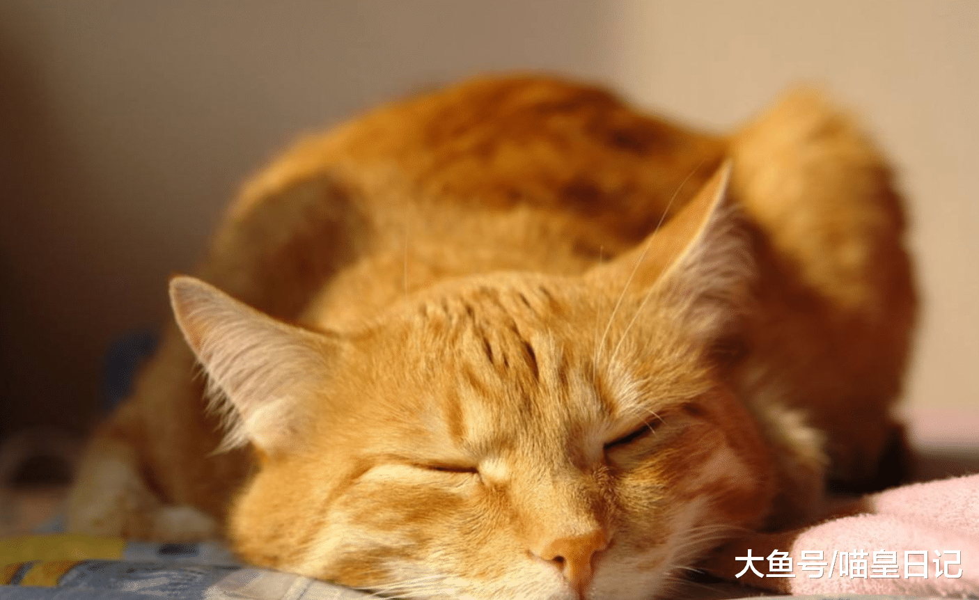 為什么鏟屎官總被喵星人拒絕？可能是因為這四件它不喜歡的事！