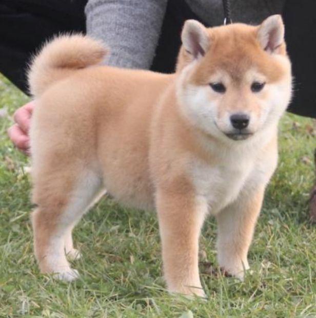 男子背著柴犬出去散步, 柴柴卻擺著一張臭臉, 柴犬: 想勒死寶寶？