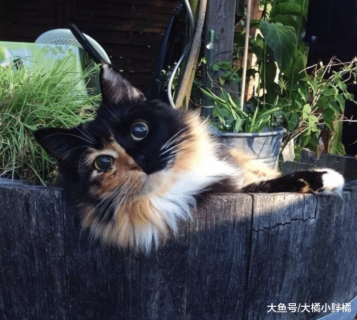 猫咪因双目失明而被抛弃，正当它怯弱无助时，却被美貌救了一命