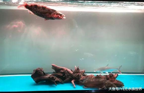 我国这一特有鱼类，号称“淡水石斑”，好看好玩又好养