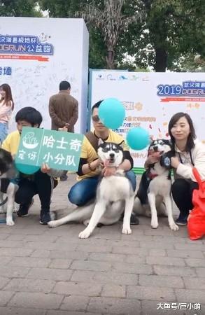 7只哈士奇拍合照，没有一只正常的，中间那只二哈超搞笑！