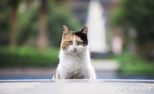 嫌弃流浪猫？如果没有流浪猫，人类将无法正常生活