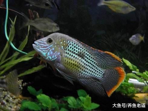 嘴巴越贱的观赏鱼，鱼友们越容易养到爆缸，这是真的吗？