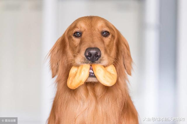 金毛长寿的5大秘诀，只要坚持执行，金毛就能陪你走更远的路！