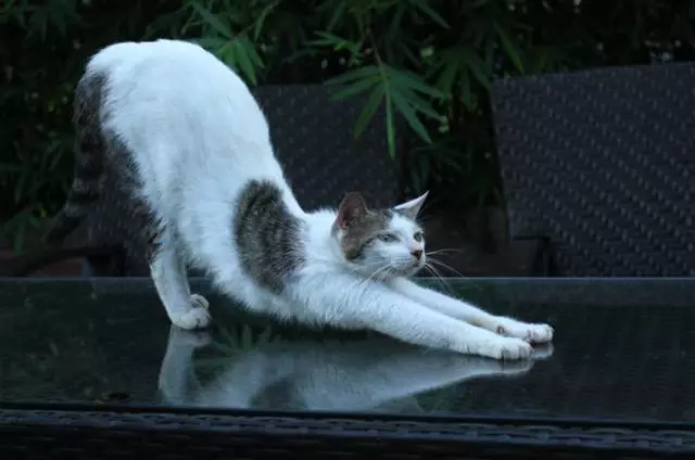 【逃城】猫的伊甸园