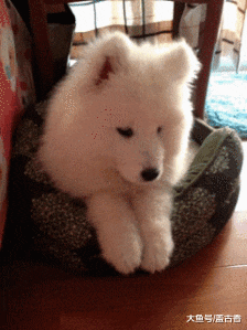 美女把萨摩耶送去农村老家，一个月后再次见狗狗，美女：这狗是谁家的？