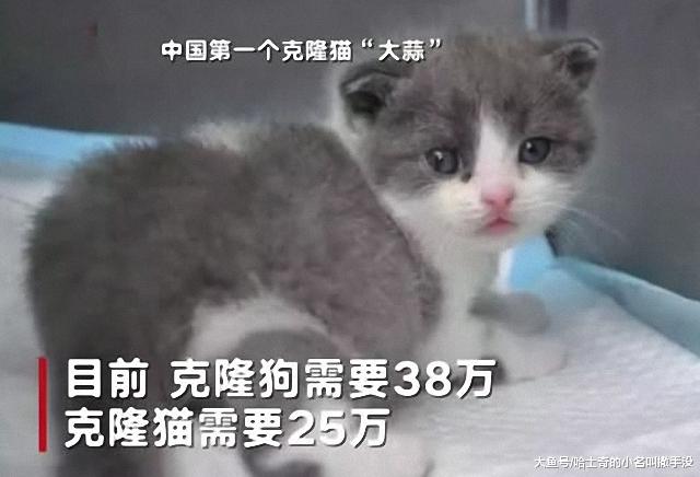 借款25万，只为克隆自己的狗狗，不喜欢狗的人估计是理解不了