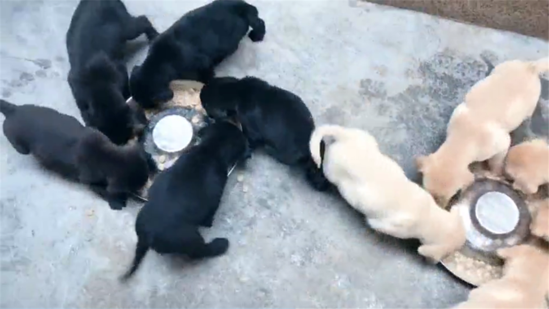 十只狗崽吃食，圍著飯盆轉圈圈，狗：轉著圈吃飯更香……