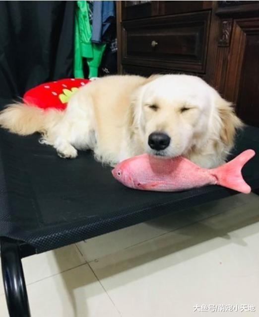 小哥哥来访坐到汪床，汪一个MOVE宣示主权：还不给我退下