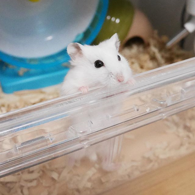 仓鼠心很累，为了吃到好吃的仓鼠粮，鼠鼠做了一回“蜘蛛侠”