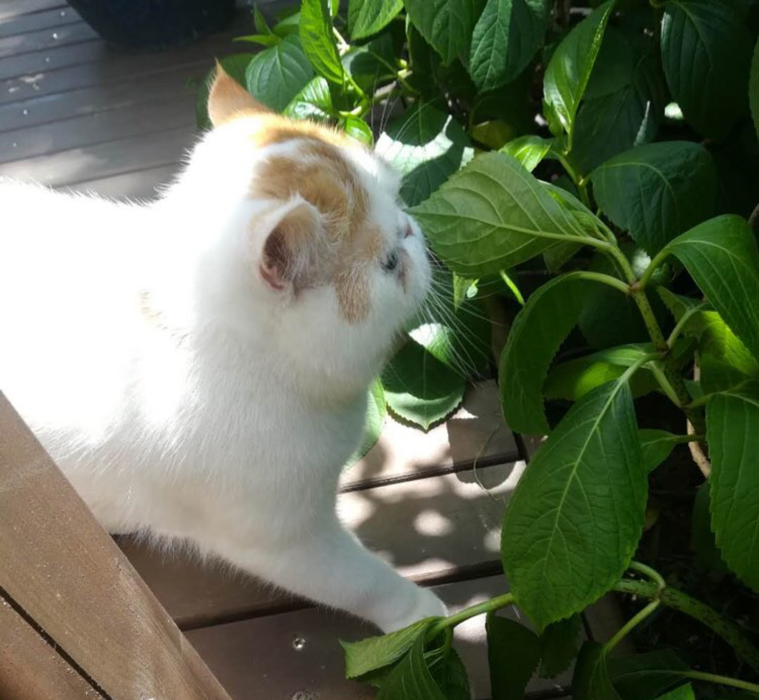 加菲猫野外求生记！太萌了，谁说猫不能溜的逗死我了……