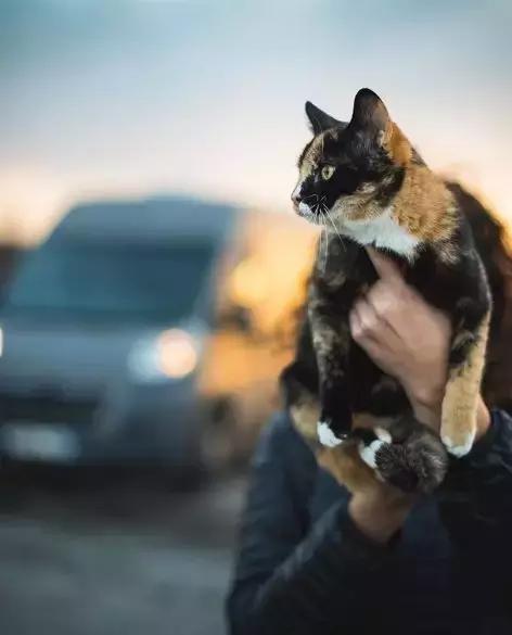 流浪猫私自闯上车被赶出，最后居然搭上顺风车，环游全欧洲