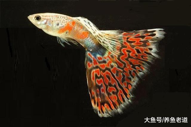 我養的孔雀魚為什么半個月就死了，原因就是以下問題！