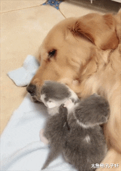 猫妈妈生了七只小猫后，嫌它们太吵扔给金毛照顾，金毛的表情亮了