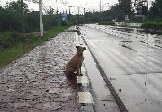 流浪狗一直坐在公路旁边瞭望远方，路人走近一看潸然泪下