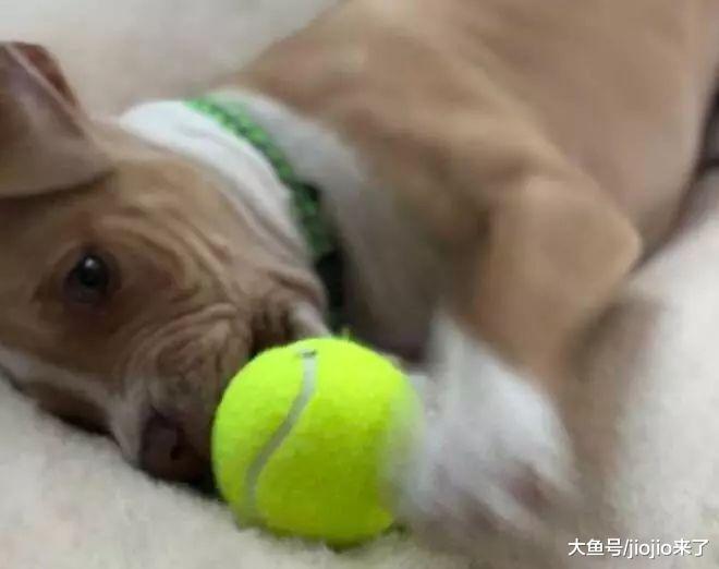 陪伴他长大的狗狗去世，小男孩承受了巨大的悲痛，直到有一天……