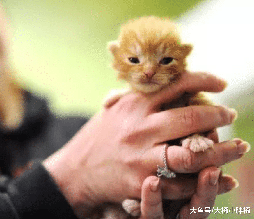 小猫在大火中生死未卜，小男孩不顾众人反对，找来消防员救出小猫