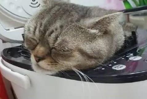 主人盛饭忘关电饭煲, 猫咪的小表情亮了, 主人笑到胃抽筋