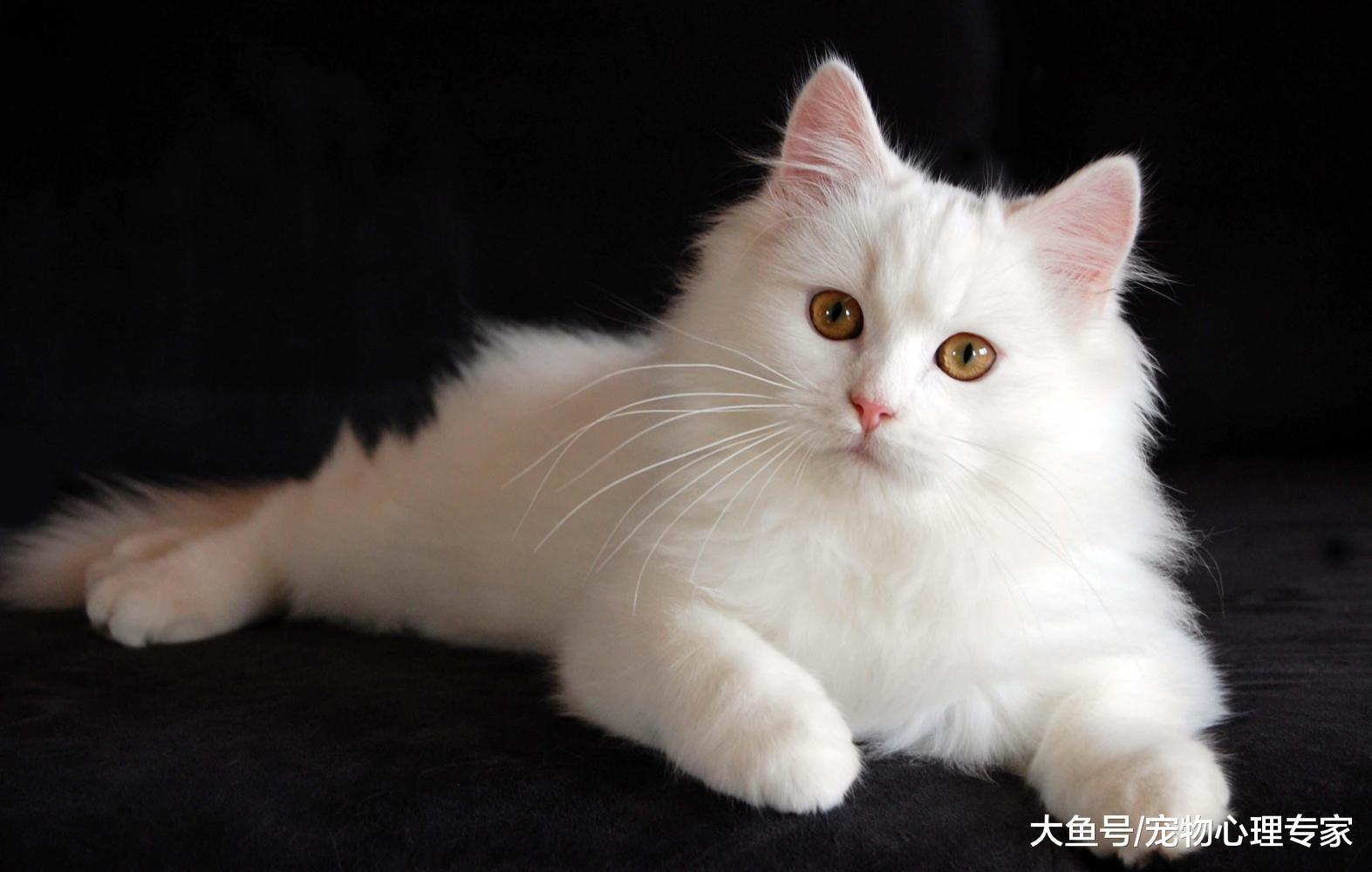 貓咪性格真的溫順嗎？這8種行為是它對主人傳達的恨意