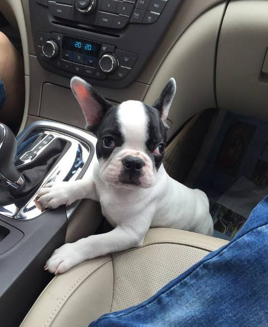 法国斗牛犬那么可爱却很少人养，除了价格太高，这五个缺点是关键