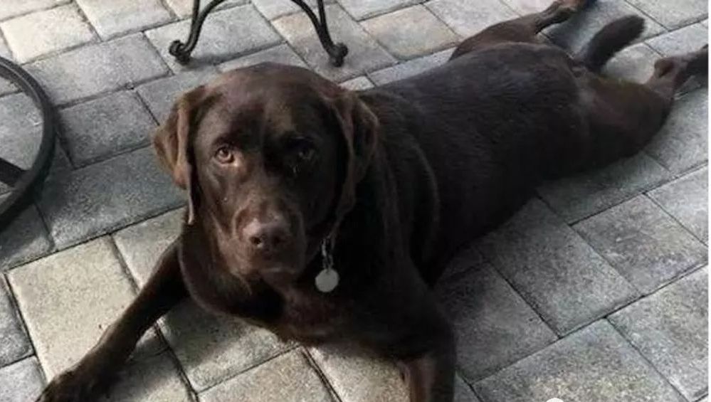 工作犬为保护主人意外离世，主人精神低落轻生，随爱犬而去