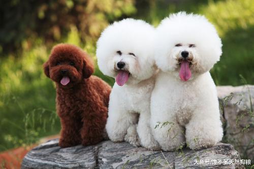 为什么大家都不太敢养比熊犬？这5点，不是人人都能接受！