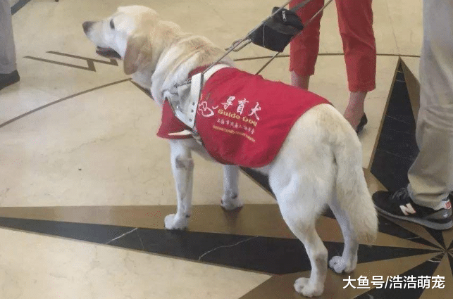 第一次養狗，養公的好還是母的好？最好選擇養母狗，原因有三個
