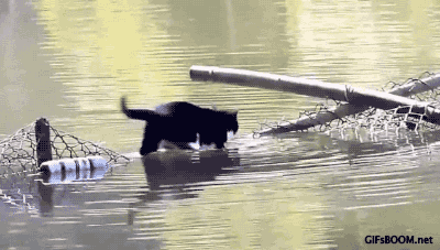 橘猫终于找到合适的工作了