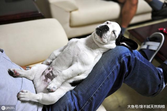 为什么农村的狗喂剩饭剩菜就可以，而城市的狗却要喂狗粮呢？