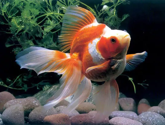 现在观赏鱼总养不好，有时真不怪你，这原因很重要却常被我们忽略